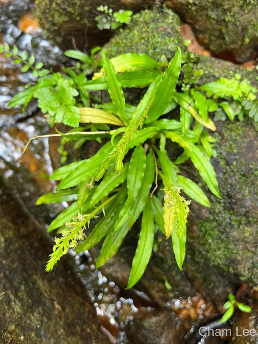 Malaxis thwaitesii Bennet